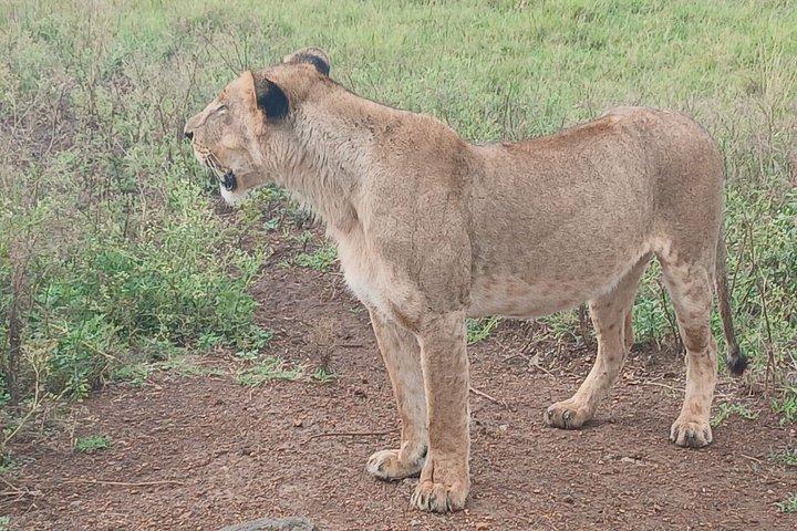 ナイロビ国立公園シェルドリック野生生物・キリンセンター