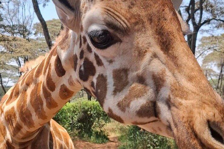 ナイロビ国立公園シェルドリック野生生物・キリンセンター