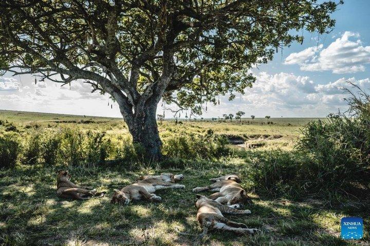 8 Days 7 Nights Safari and Culture Tour in Kenya and Tanzania