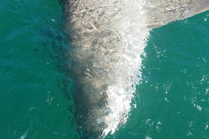 6 personnes Key West Fishing Charter avec Nice Guy Charters