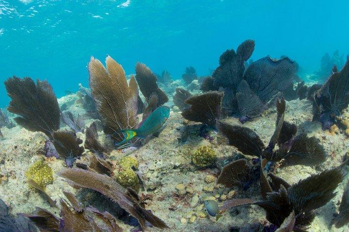 Key West dobbelt-dyk snorkel tur - to stop, dobbelt så sjovt!
