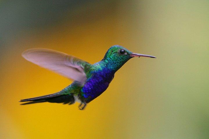 パナマシティの熱帯雨林での野鳥観察、野生動物、自然