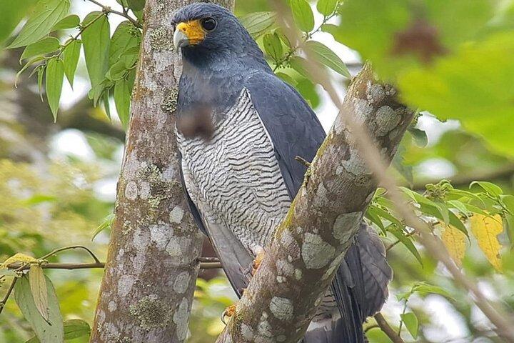 パナマシティの熱帯雨林での野鳥観察、野生動物、自然