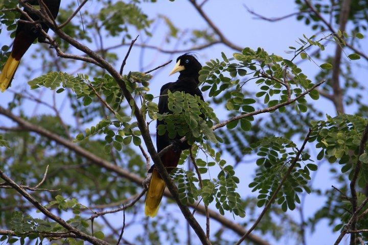 パナマシティの熱帯雨林での野鳥観察、野生動物、自然