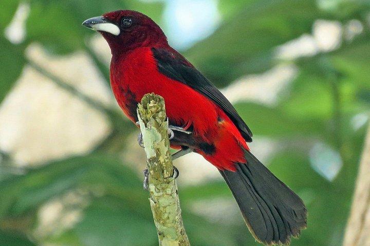 パナマシティの熱帯雨林での野鳥観察、野生動物、自然