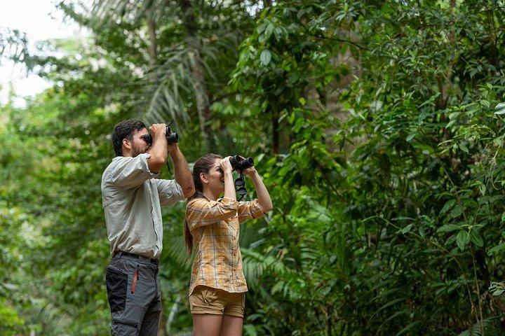 パナマシティの熱帯雨林での野鳥観察、野生動物、自然