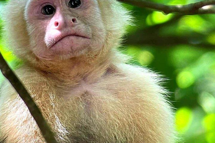Manuel Antonio National Park: Guidet tur med inkluderet billet
