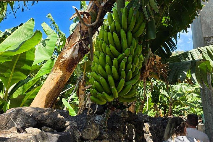 Sudoeste Tour Ponta do Sol & Calheta it a walk in banana route