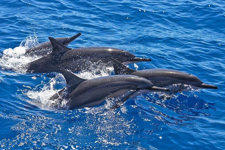 West Maui Dolphin Watch Small-Group Sailing Adventure