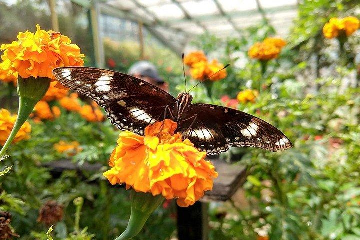 Full Day Cameron Highlands Adventure From Kuala Lumpur
