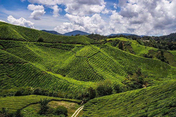 Full Day Cameron Highlands Nature Tour