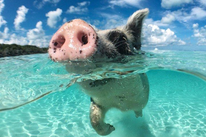 Nassau 3 øer Grise Turtles Snorkel Beach Club med frokost