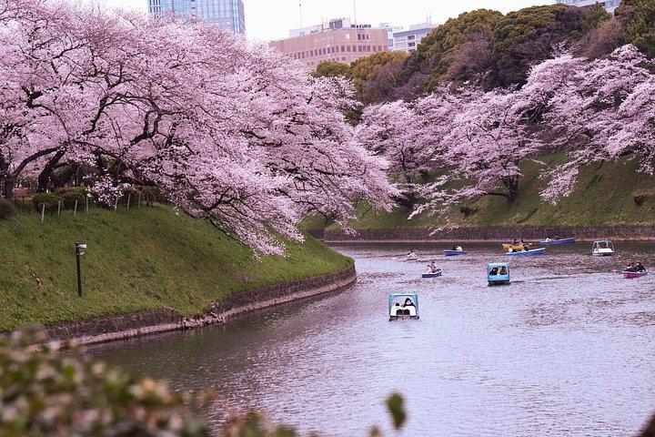 ガイド＆豪華車両で巡る京都の見どころ