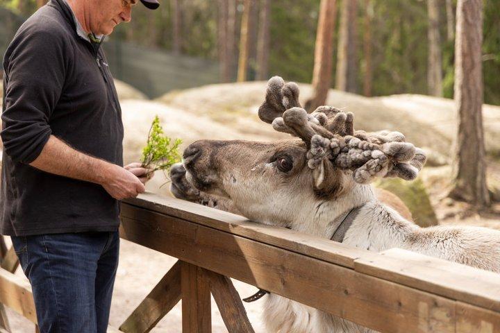 PRIVATSERVICE Ranua Zoo VIP-Pass****