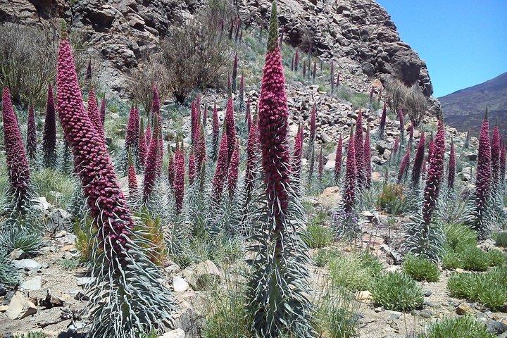 Oprindelse: Teide En rejse til Tenerifes vulkanske hjerte.