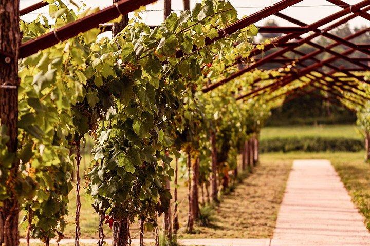 Sensorisk resa av vinsmaker på Casa Paladin Winery