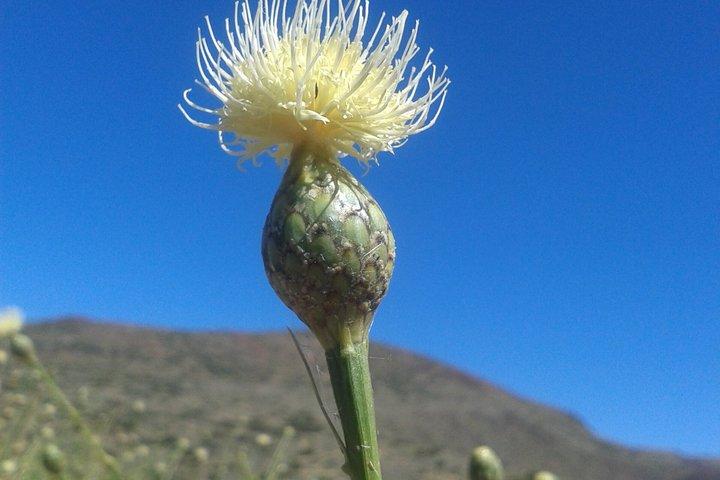Oprindelse: Teide En rejse til Tenerifes vulkanske hjerte.