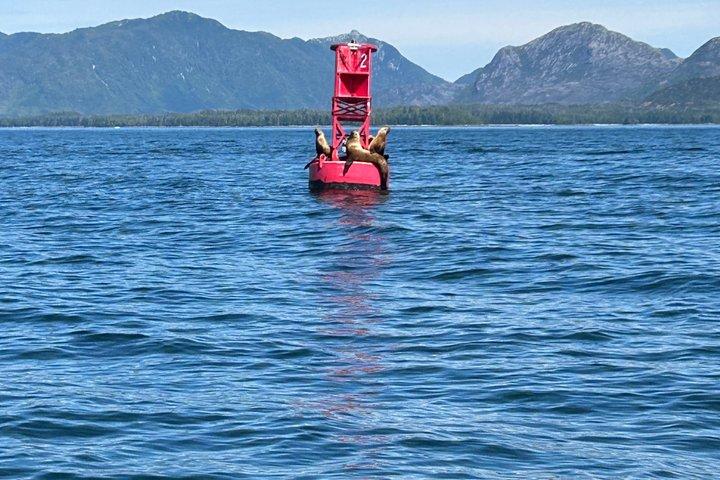 Privat Ketchikan Coastal Tour Vildmark, valar och vilda djur