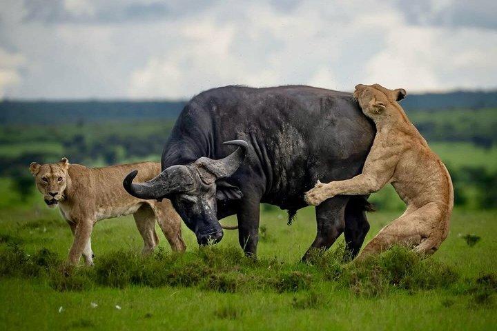 3-daagse Tanzania Big Five die zich aansluit bij groepssafari