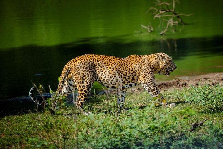 Yala Safari privétour vanuit Ahungalla
