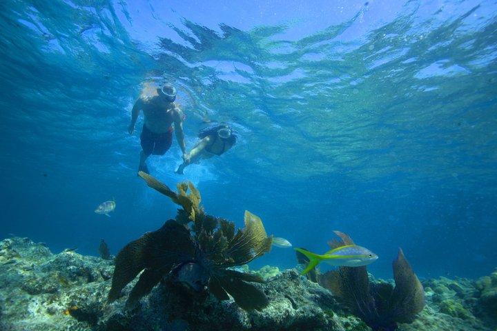 Key West Reef Snorkel – Mimosas du matin ou Margaritas de l’après-midi