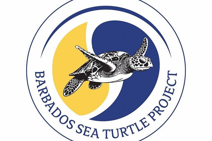 Che’s snorkel catamaran! turtles, photos & pickup (small group)