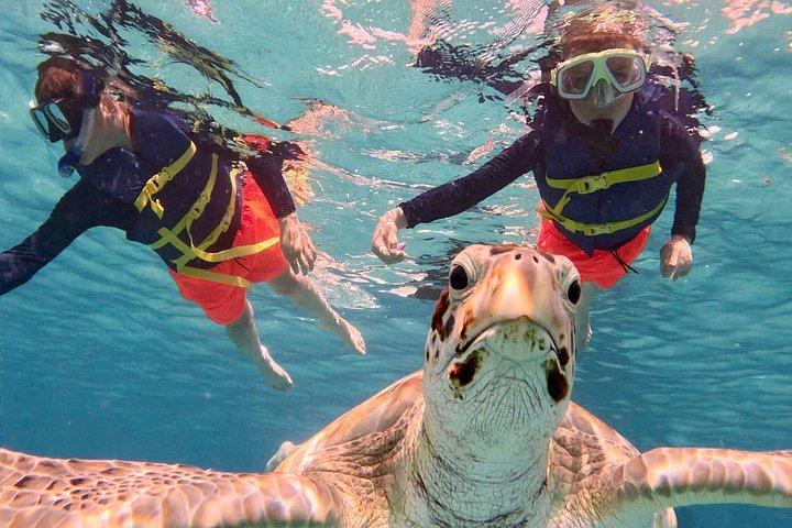 Che’s snorkel catamaran! turtles, photos & pickup (small group)