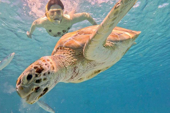 Che’s snorkel catamaran! turtles, photos & pickup (small group)
