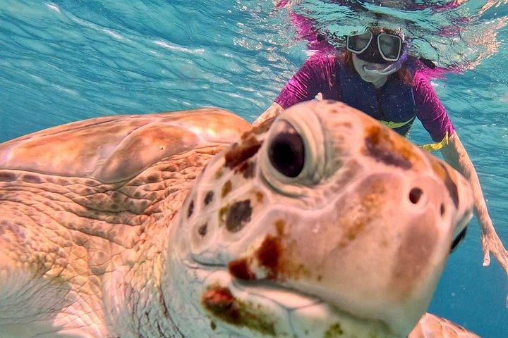 Che’s snorkel catamaran! turtles, photos & pickup (small group)
