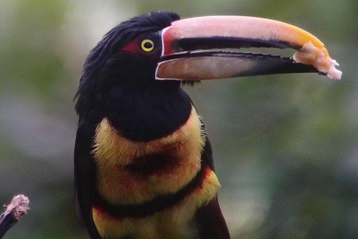 All-Inclusive Private Mindo Cloud Forest Tour from Quito