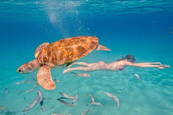 Che’s snorkel catamaran! turtles, photos & pickup (small group)