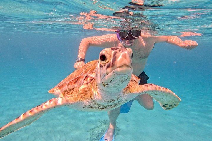 Che’s snorkel catamaran! turtles, photos & pickup (small group)