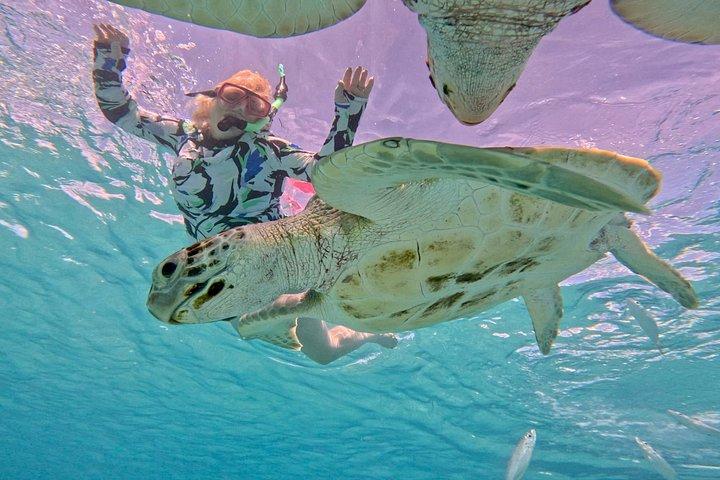 Che’s snorkel catamaran! turtles, photos & pickup (small group)
