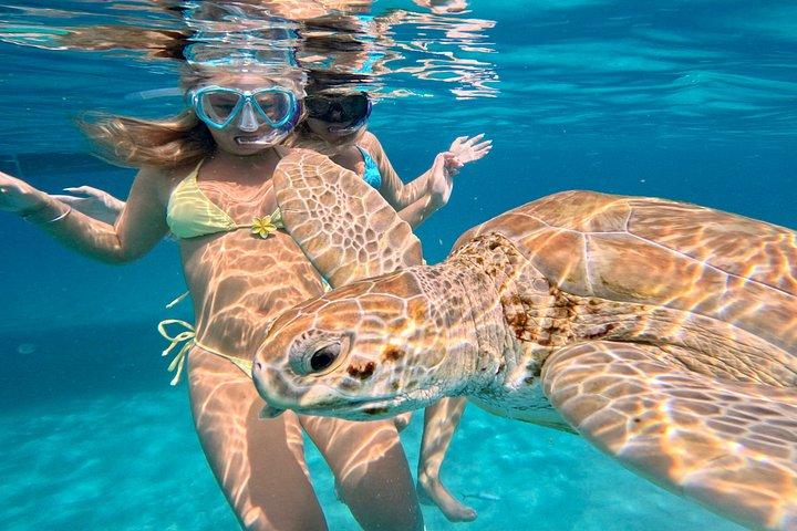 Che’s snorkel catamaran! turtles, photos & pickup (small group)