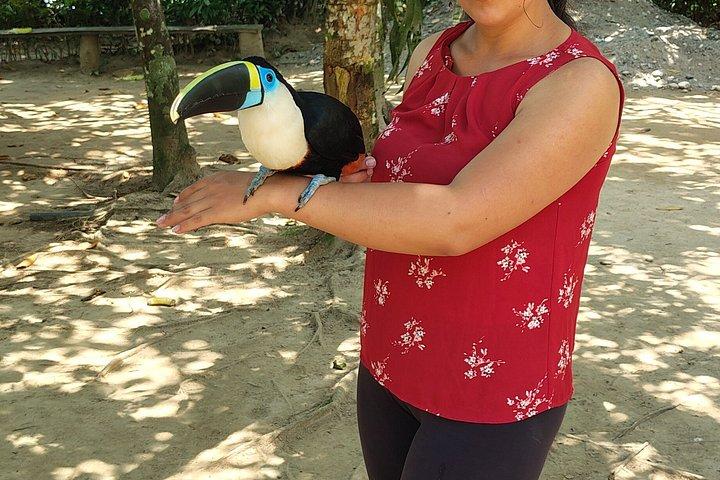 Fuglekiggeritur ved solopgang i Amazonas i Misahuallí