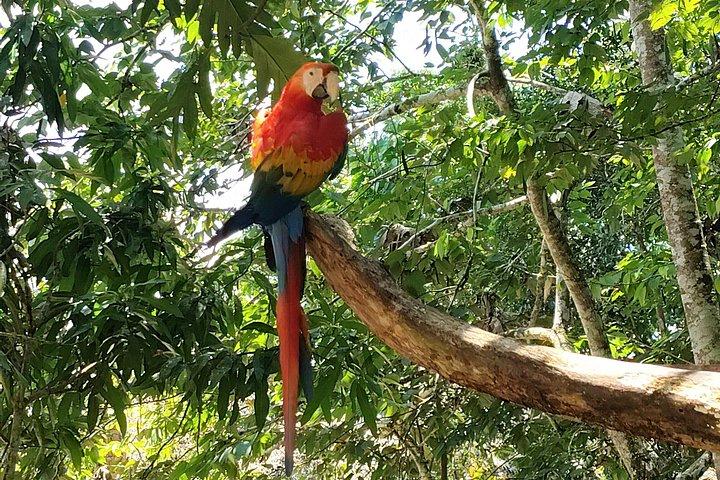 Fuglekiggeritur ved solopgang i Amazonas i Misahuallí
