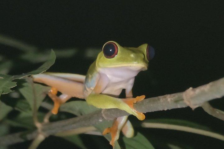 Excursion nocturne à la Tarentule
