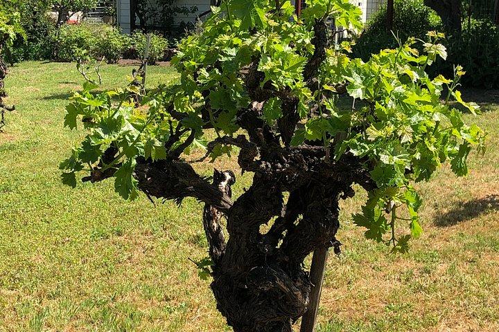 Corporate and Group Walking Tours in Sonoma