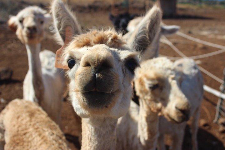 Maui Dragonfruit Farm Alpaca Tour com vistas para o oceano