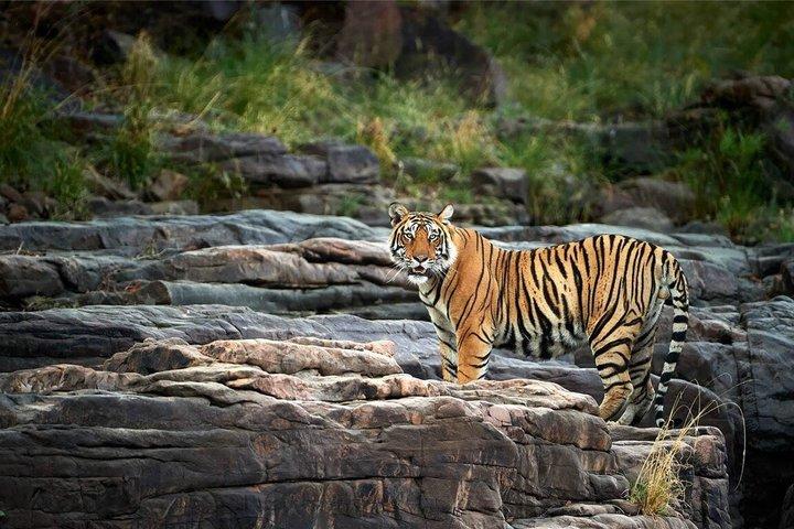 From Delhi : 3-Day Ranthambore Tiger Reserve Safari Tour