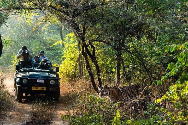 From Delhi : 3-Day Ranthambore Tiger Reserve Safari Tour