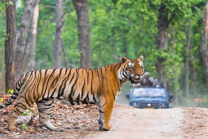 From Delhi : 3-Day Ranthambore Tiger Reserve Safari Tour