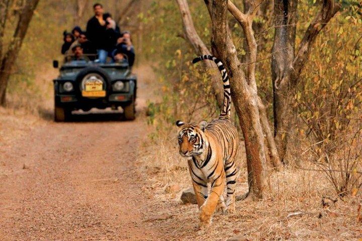 From Delhi : 3-Day Ranthambore Tiger Reserve Safari Tour