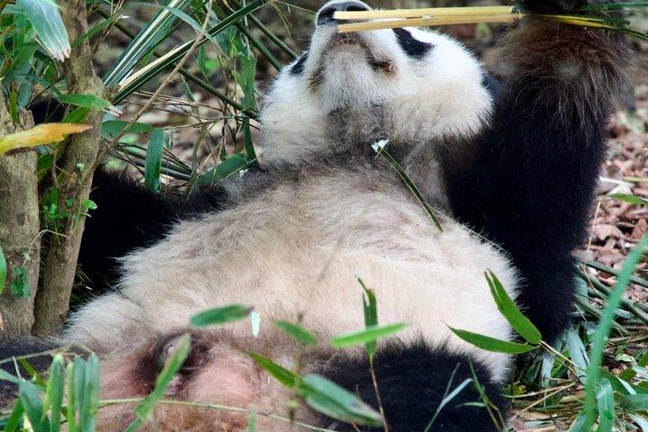 Chengdu Aangepaste Privé Gids en Assist Day Trip