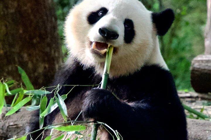 Chengdu Aangepaste Privé Gids en Assist Day Trip