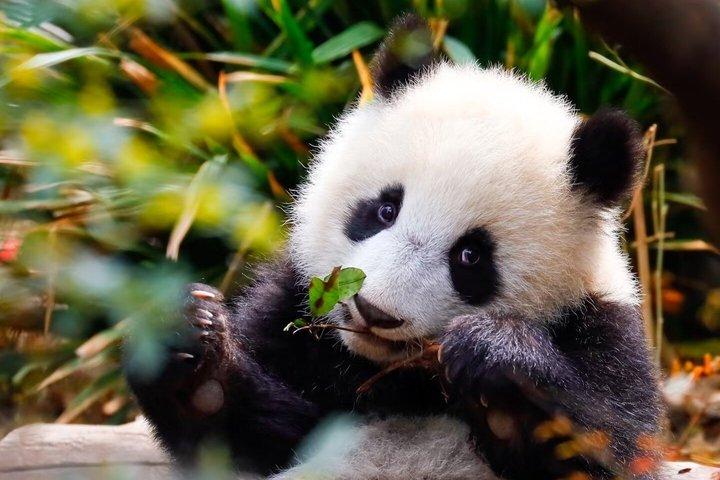 Chengdu Aangepaste Privé Gids en Assist Day Trip