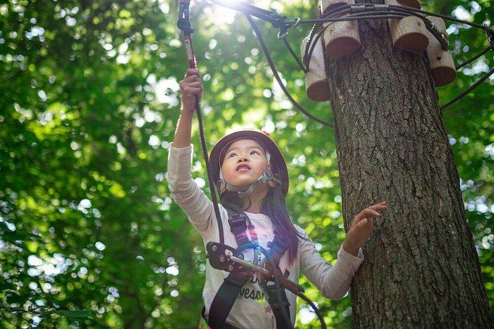 Discovery Kids Course Treetop Trekking Hamilton