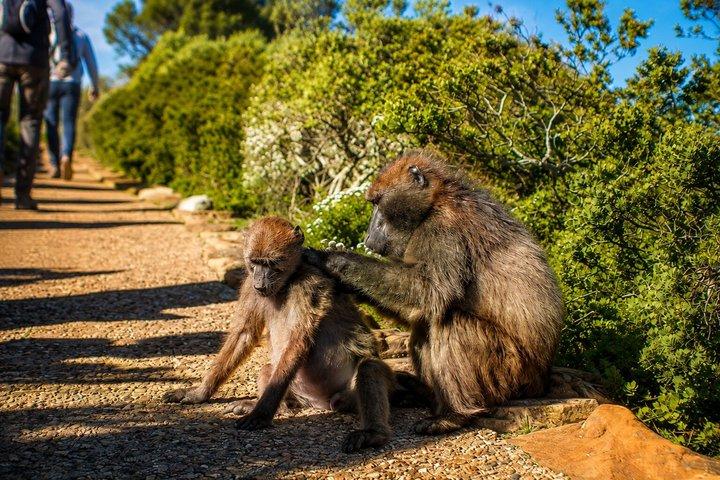 ケープタウン：ペニンシュラ、喜望峰＆ボルダーズビーチペンギンズ