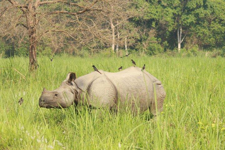2 Noites 3 Dias Chitwan Tour saindo de Katmandu