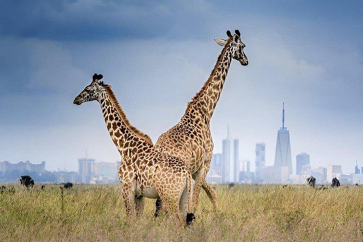 Girafa Centro Experiência Tour em Nairobi